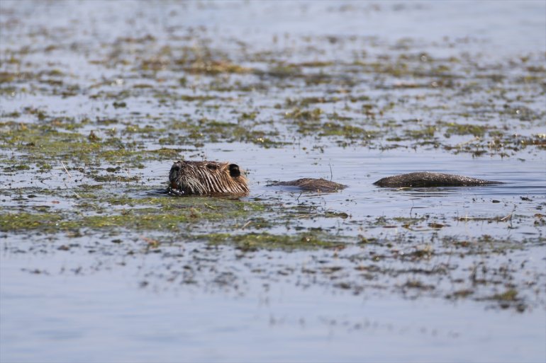 buzullar IĞDIR parka - iklime Ağrı Dağı