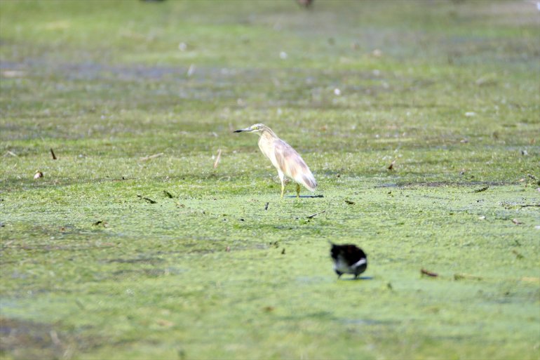 milli Ağrı hayat Dağı