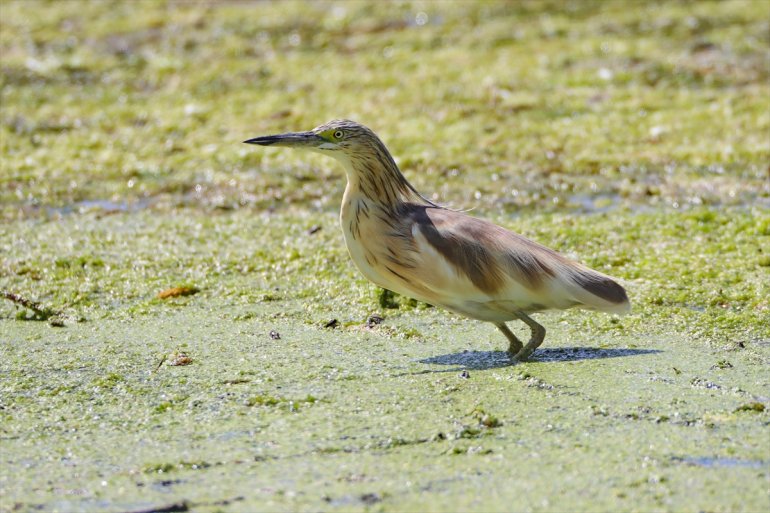 IĞDIR sahip iklime veriyor - milli Dağı