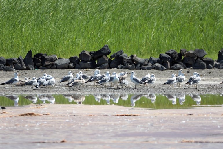 - parka iklime kurak sahip milli Dağı