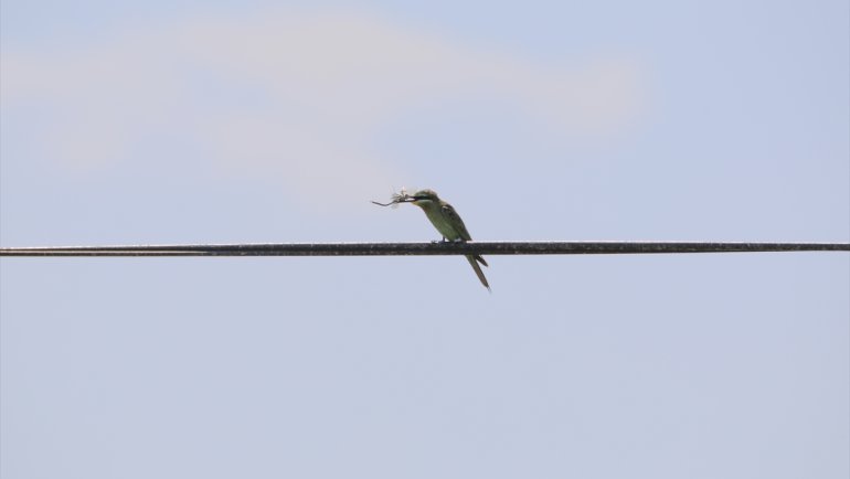 Yeşil arı kuşunun beslenme anı kameraya yansıdı