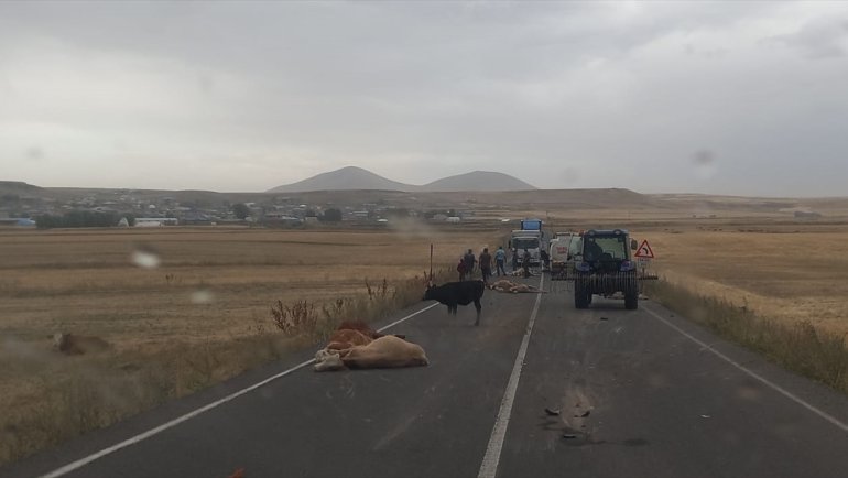 Kars'ta su tankerinin sürüye çarptığı kazada 3 kişi yaralandı, 17 büyükbaş hayvan telef oldu