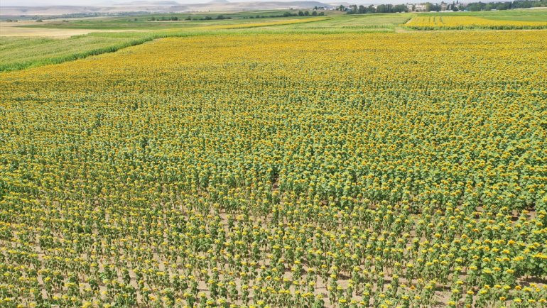 Yüksek rakımda ekilen yağlık ayçiçeğinden yüksek verim bekleniyor
