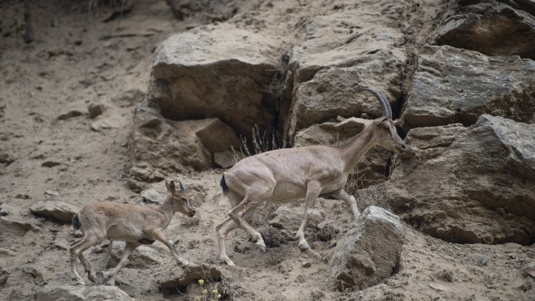 Koruma altındaki yaban keçileri Munzur Vadisi'nde yavrularıyla görüntülendi