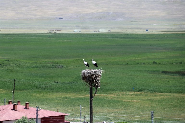 bakıyor göç yıllardır leyleklere etmeyen Ağrı