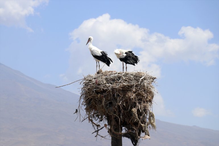 Köylüler göç leyleklere bakıyor Ağrı