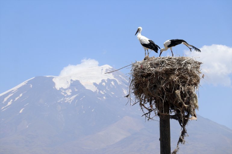 özenle etmeyen yıllardır göç Köylüler bakıyor leyleklere Ağrı