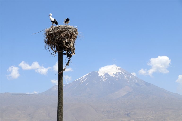 yıllardır özenle bakıyor leyleklere göç Köylüler etmeyen Ağrı