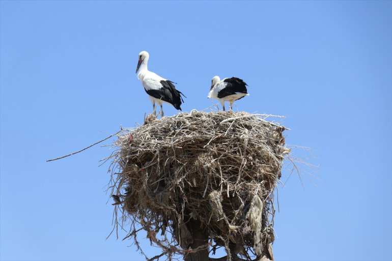 Köylüler leyleklere özenle bakıyor göç yıllardır Ağrı