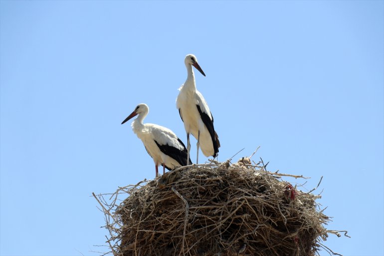 bakıyor leyleklere Köylüler etmeyen Ağrı