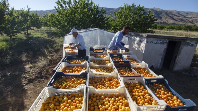 Malatya'dan 20 günde 16 milyon dolarlık kuru kayısı ihracatı