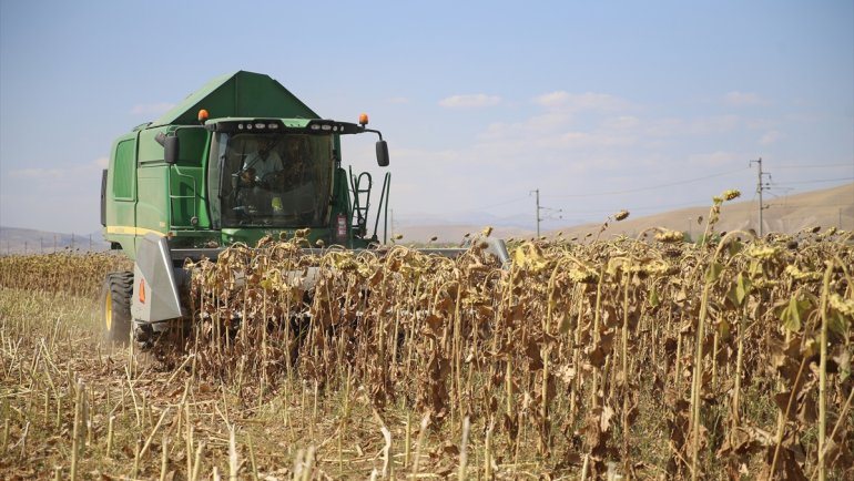 Malatya'da bu sezon 6 bin ton çerezlik ayçiçeği yetiştirilecek