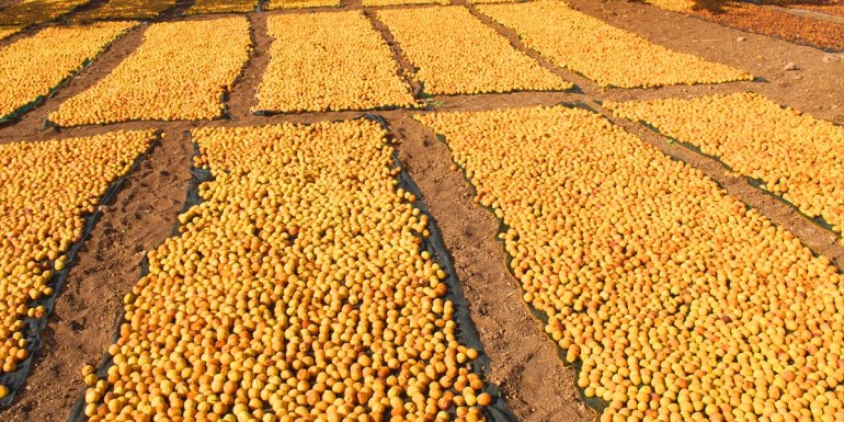 Malatya'da kayısı hasadı devam ediyor