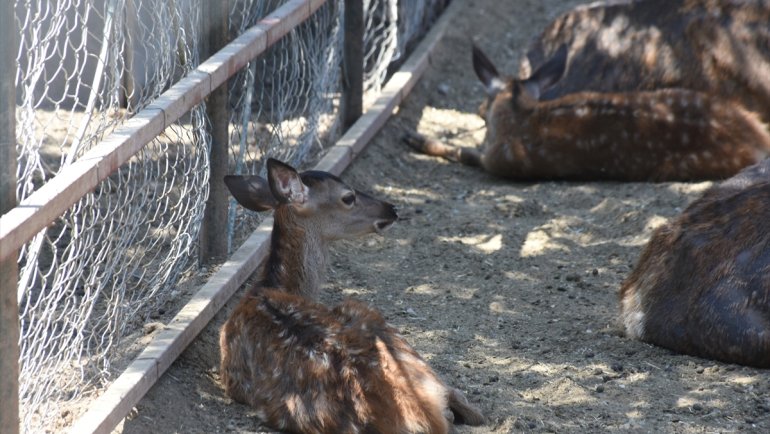 Malatya Hayvanat Bahçesinin sakinleri bu yıl 32 yavru dünyaya getirdi