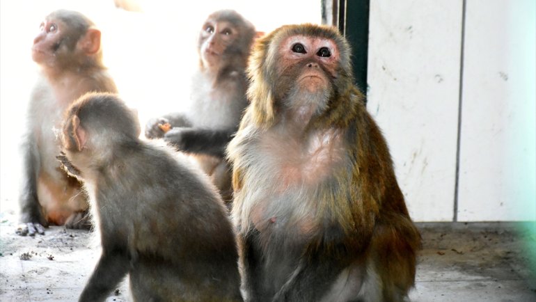 MALATYA - Kaçakçıların elinden kurtarılan yavru maymunlara Nene annelik yapıyor1