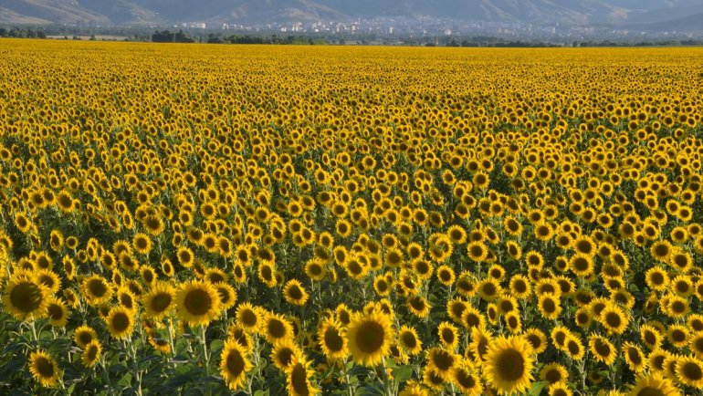 MUŞ - Ayçiçeğinden yüksek verim bekleniyor1
