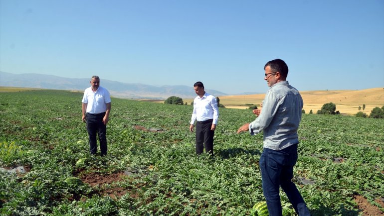 Muş'ta 102 bin ton karpuz hasat edilmesi bekleniyor