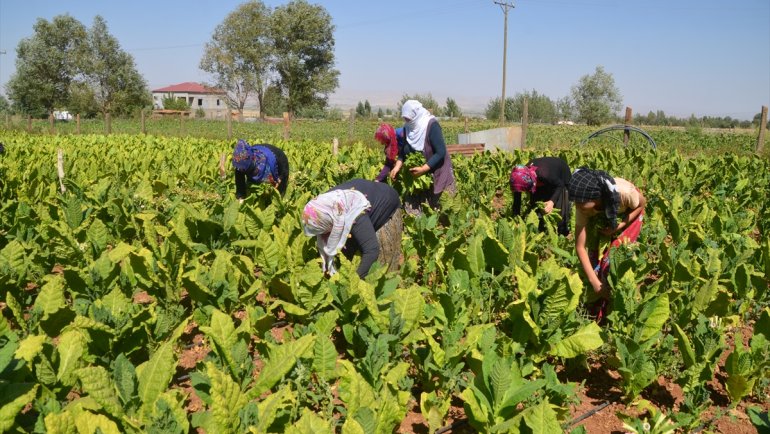 MUŞ - Kadınlar tütün tarlasında çalışarak kazanç elde ediyor1