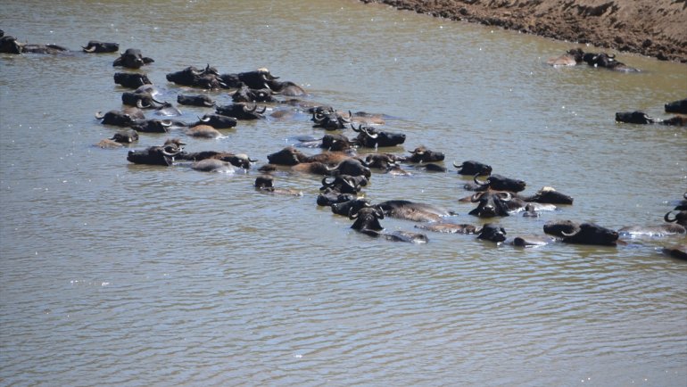 Muş'ta sıcaktan bunalan mandalar nehirde serinletiliyor
