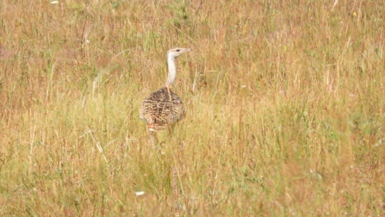 Nesli tükenme tehlikesi altındaki toy kuşları Kars'ta görüntülendi