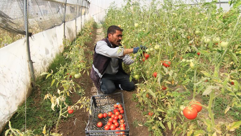 Özalp Belediyesi seralarda yetiştirdiği sebze ve meyveleri ihtiyaç sahiplerine ulaştırıyor