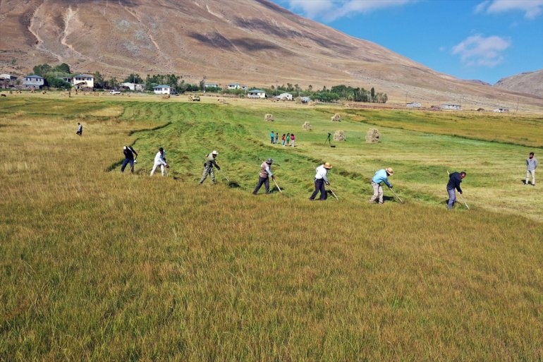Tırpanla ot biçen çiftçiler, zorlu işlerini şarkılarla eğlenceye dönüştürüyor1