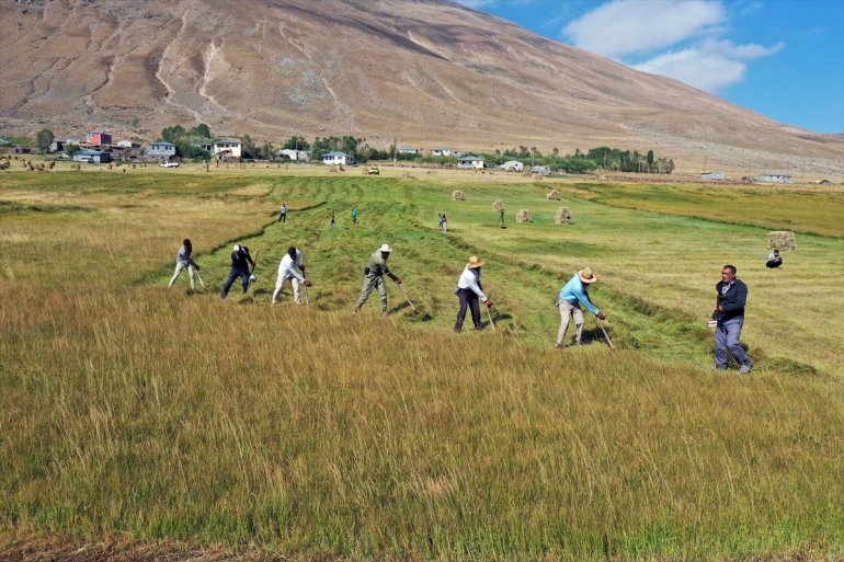 Tırpanla ot biçen çiftçiler, zorlu işlerini şarkılarla eğlenceye dönüştürüyor2