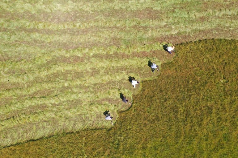 Tırpanla ot biçen çiftçiler, zorlu işlerini şarkılarla eğlenceye dönüştürüyor11