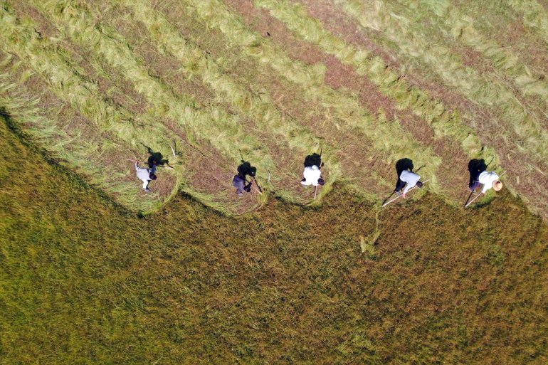 Tırpanla ot biçen çiftçiler, zorlu işlerini şarkılarla eğlenceye dönüştürüyor12
