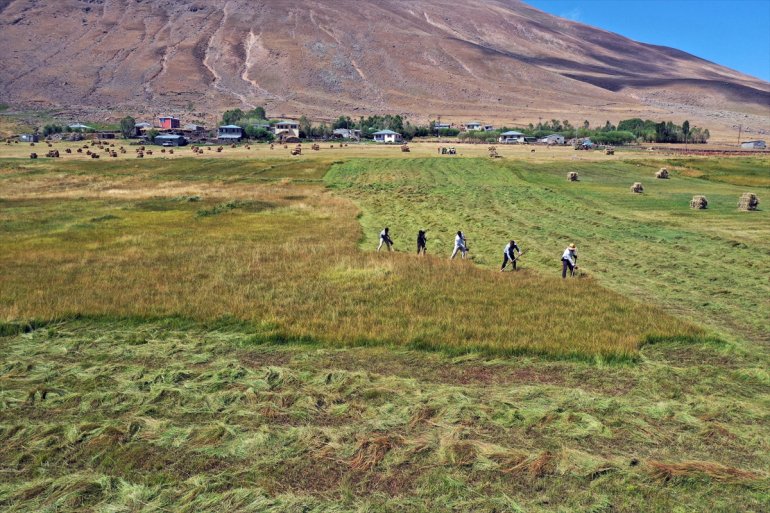 Tırpanla ot biçen çiftçiler, zorlu işlerini şarkılarla eğlenceye dönüştürüyor15