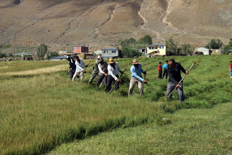 Tırpanla ot biçen çiftçiler, zorlu işlerini şarkılarla eğlenceye dönüştürüyor18