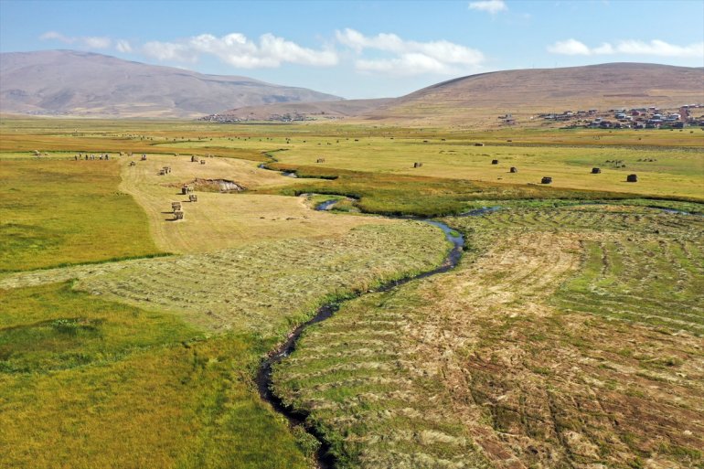 Tırpanla ot biçen çiftçiler, zorlu işlerini şarkılarla eğlenceye dönüştürüyor4