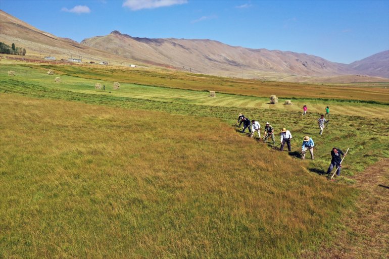 Tırpanla ot biçen çiftçiler, zorlu işlerini şarkılarla eğlenceye dönüştürüyor5