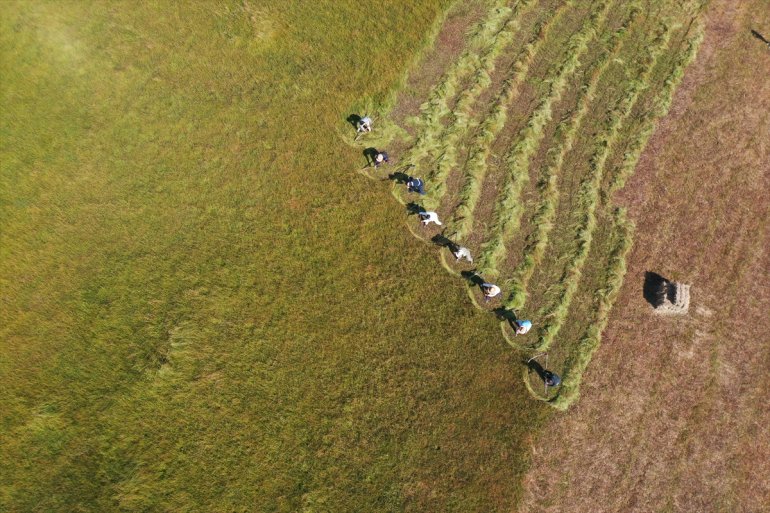 Tırpanla ot biçen çiftçiler, zorlu işlerini şarkılarla eğlenceye dönüştürüyor6
