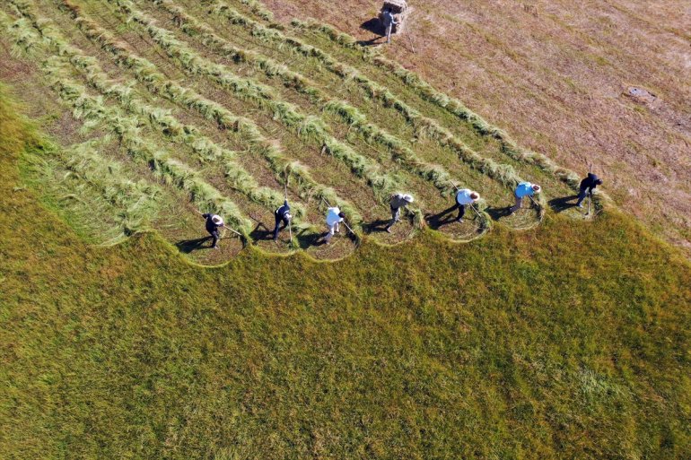 Tırpanla ot biçen çiftçiler, zorlu işlerini şarkılarla eğlenceye dönüştürüyor7