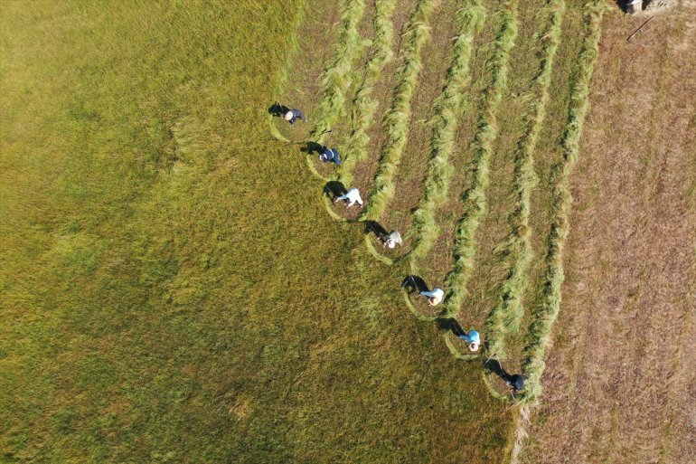 Tırpanla ot biçen çiftçiler, zorlu işlerini şarkılarla eğlenceye dönüştürüyor8