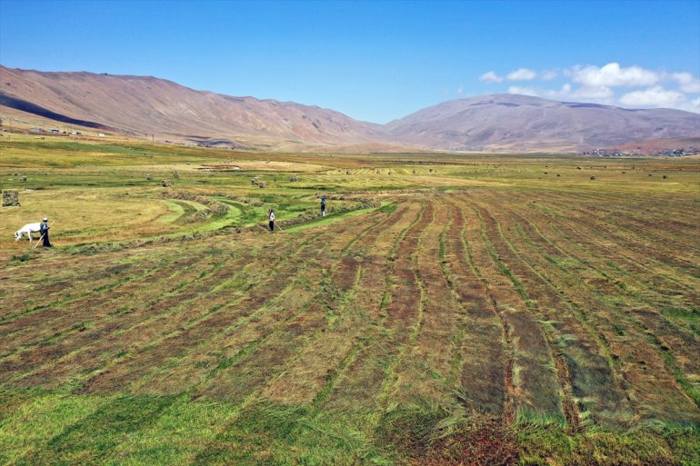 Tırpanla ot biçen çiftçiler, zorlu işlerini şarkılarla eğlenceye dönüştürüyor10