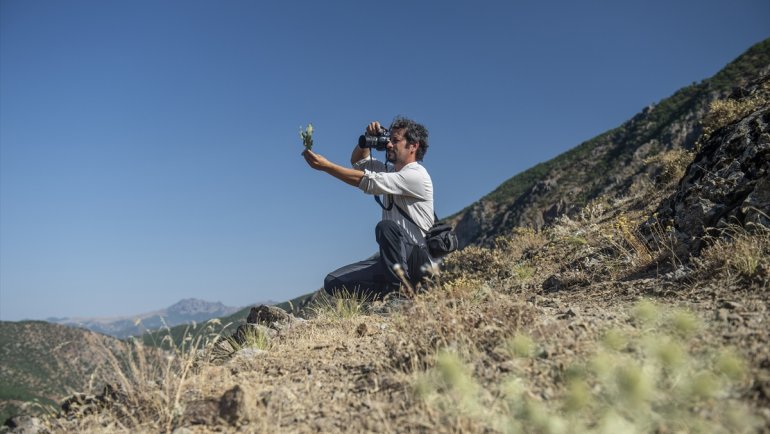 Doğasever akademisyen Tunceli dağlarında endemik bitkilerin izini sürüyor