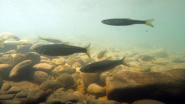 Munzur Çayı su altı güzellikleriyle "doğal akvaryum" gibi