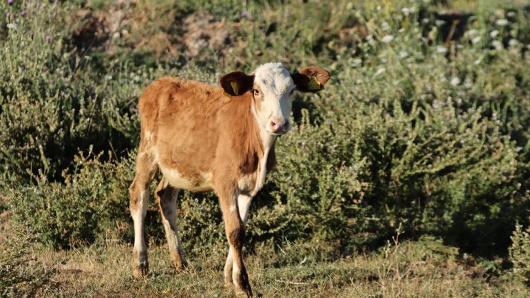 Van'da 1200 büyükbaş hayvana suni tohumlama yapıldı