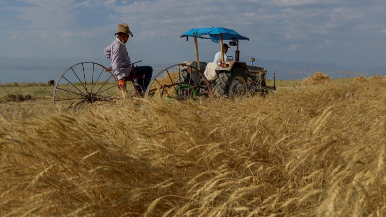 Van'da ilkbaharda alınan yağışlar buğday rekolte beklentisini 45 bin ton artırdı