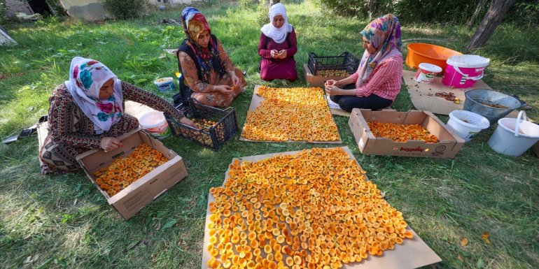 VAN - Kadınlar kışlık ihtiyaçları için kayısı kurutuyor1