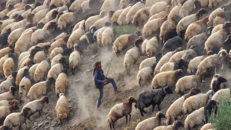 Yaz boyunca yaylalarda konaklayan göçerler eve dönüş yolculuğuna başladı