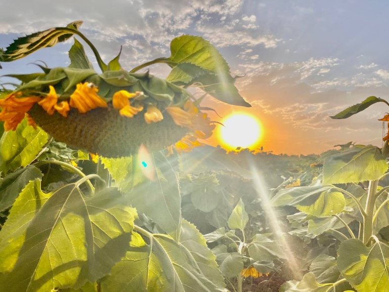 Yüzünü güneşe dönen Günebakanlar göz kamaştırdı1