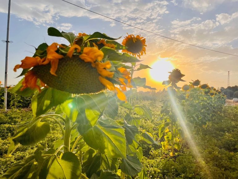 Yüzünü güneşe dönen Günebakanlar göz kamaştırdı2