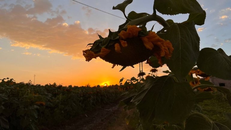 Yüzünü güneşe dönen Günebakanlar göz kamaştırdı11