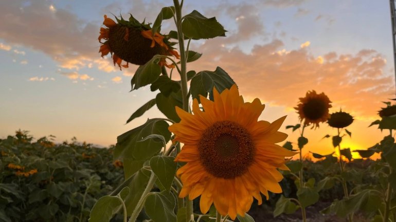 Yüzünü güneşe dönen Günebakanlar göz kamaştırdı12