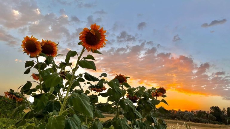 Yüzünü güneşe dönen Günebakanlar göz kamaştırdı13