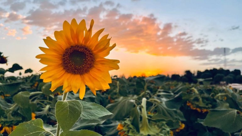 Yüzünü güneşe dönen Günebakanlar göz kamaştırdı14