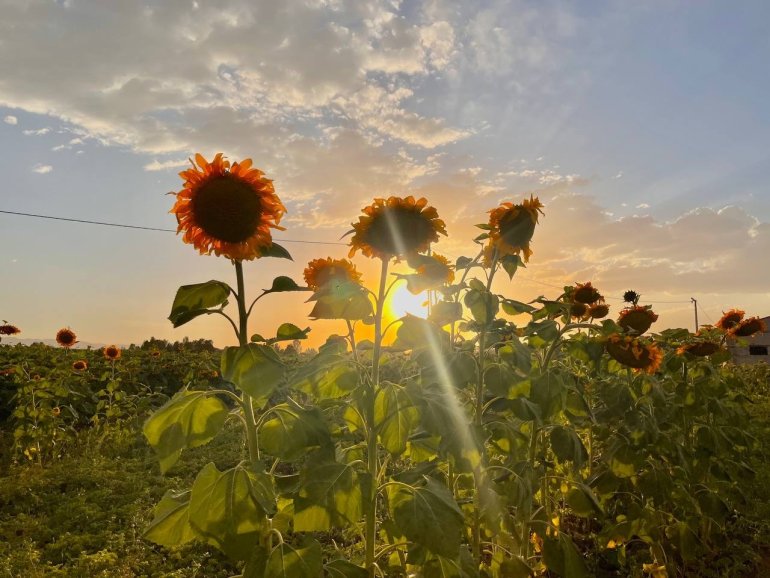 Yüzünü güneşe dönen Günebakanlar göz kamaştırdı3